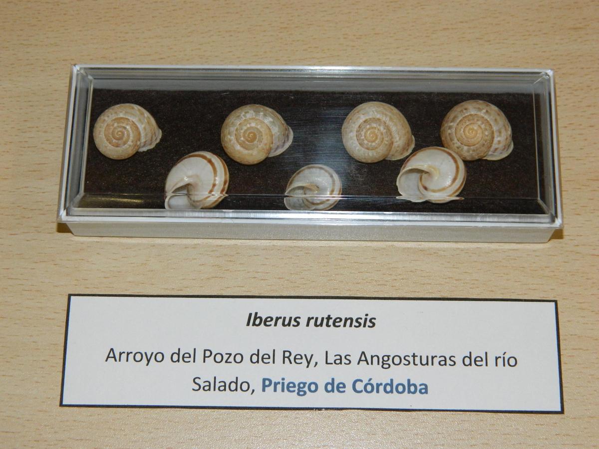 Distintas muestras del caracol 'Iberus rutensis' que pudieron verse en la presentación.