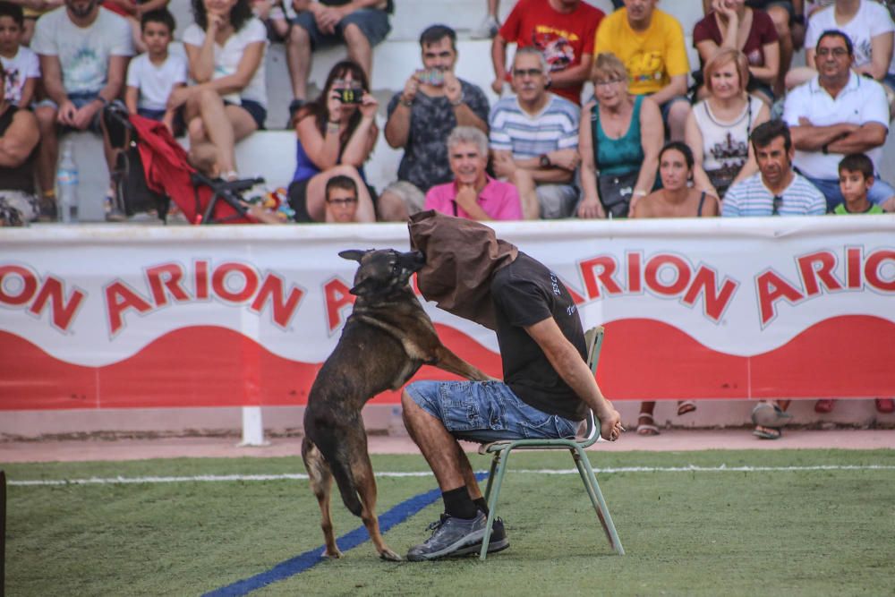 Carrera de burros y asnos y exhibición canina en D