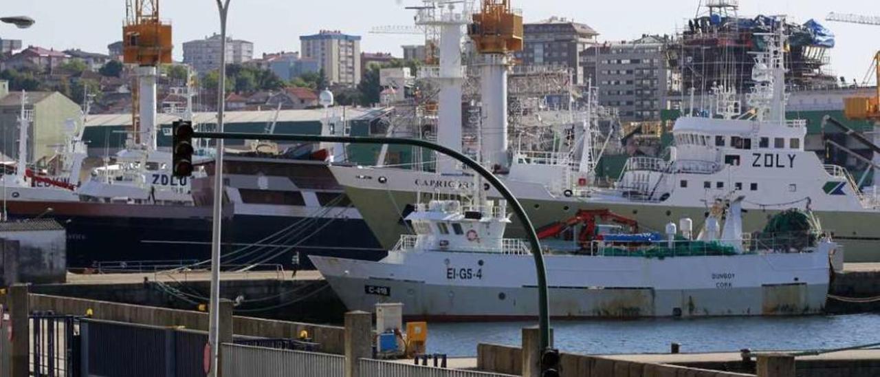 El muelle de Vigo, al completo | El fin de la campaña en Islas Malvinas y el paro biológico de NAFO han vuelto a llenar el puerto pesquero de Vigo de inquilinos. Están amarrados grandes buques de altura como el bacaladero Nuevo Virgen de Lodairo, el Igueldo, Venturer o Capricorn, a los que hay que sumar los Argos de la Armadora Pereira en las instalaciones de Frioya (Teis). También ha llegado a puerto el segundo de los barcos de Lafonia, el New Polar, que acaba de adquirir Frigoríficos del Morrazo, después de que el Sil (del mismo grupo) descargara en las mismas instalaciones hace dos semanas.