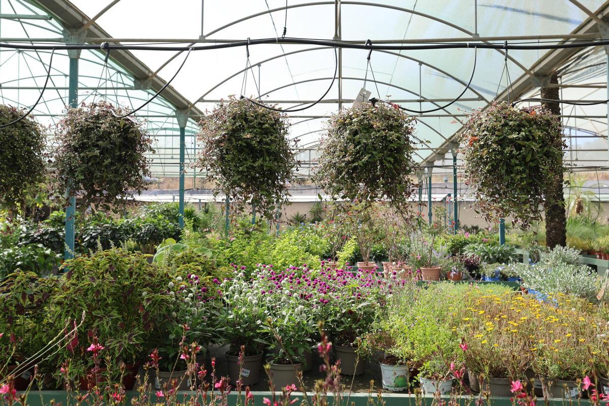 Plantas de diversas características en Jardín Mediterráneo