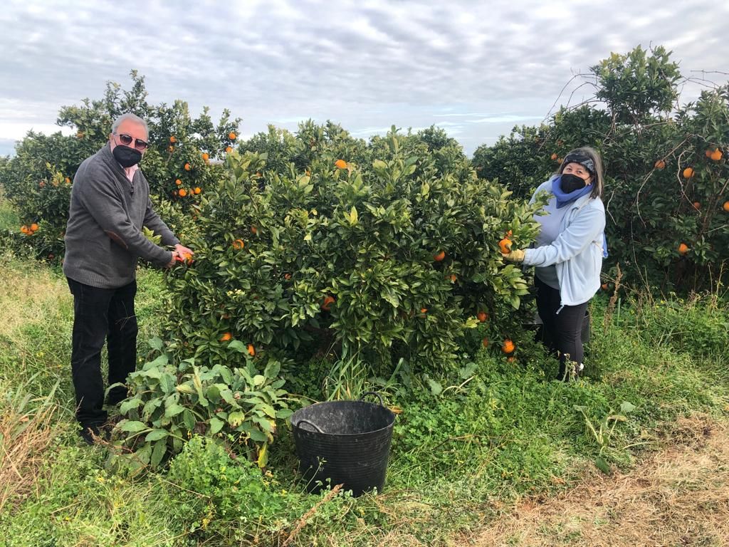 Recogida de naranjas en Econavelina, en Benifaió