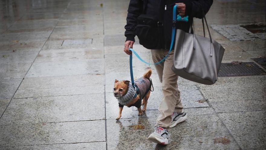 El amor a las mascotas es similar al sentido hacia las personas