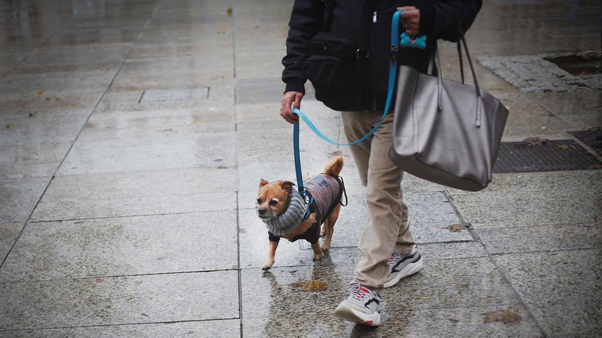 El amor a las mascotas es similar al sentido hacia las personas, según una experta.