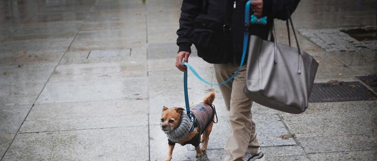 El amor a las mascotas es similar al sentido hacia las personas