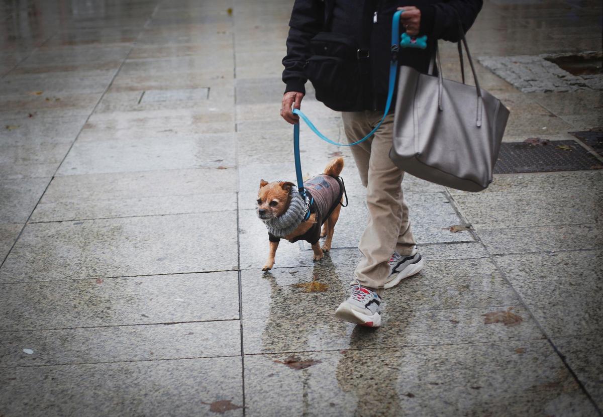 El amor a las mascotas es similar al sentido hacia las personas, según una experta.