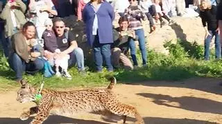 Liberados dos linces en Guillena como "hito" de la recuperación de la especie en la Sierra Morena