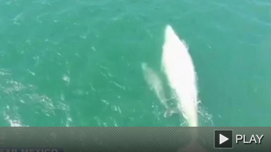 Avistan una impresionante ballena albina en el Pacífico mexicano