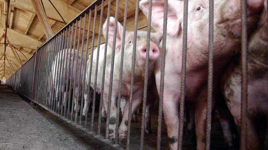 Aragón triplicará su capacidad de sacrificio de porcino en el 2020