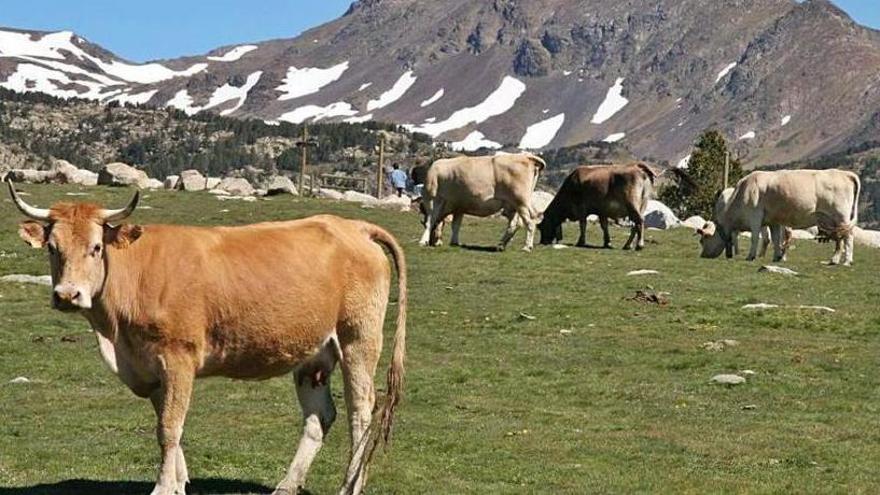 Un ramat de vaques de Llívia