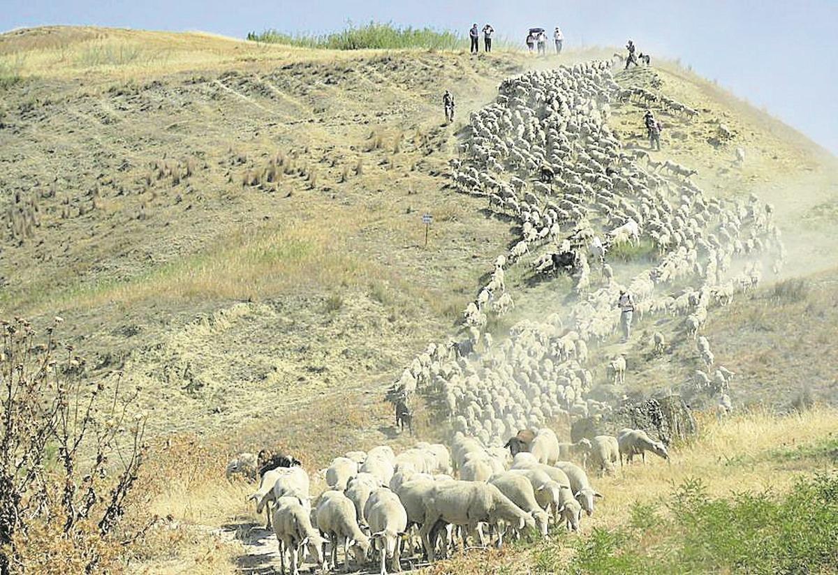 Trasterminancia en busca de las rastrojeras de la ganadería Las Albaidas.