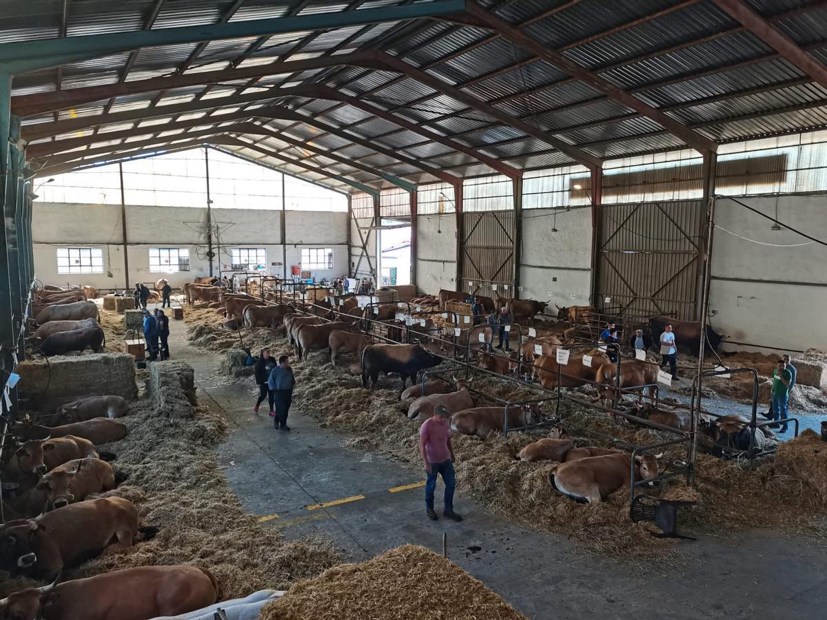El recinto ferial de Salas preparado para el inicio del concurso.