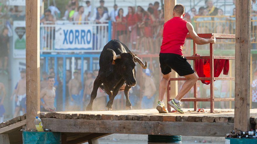 Laura Parejo, la primera mujer en la historia del concurso de ganaderías de la Vall, se coloca en primera posición
