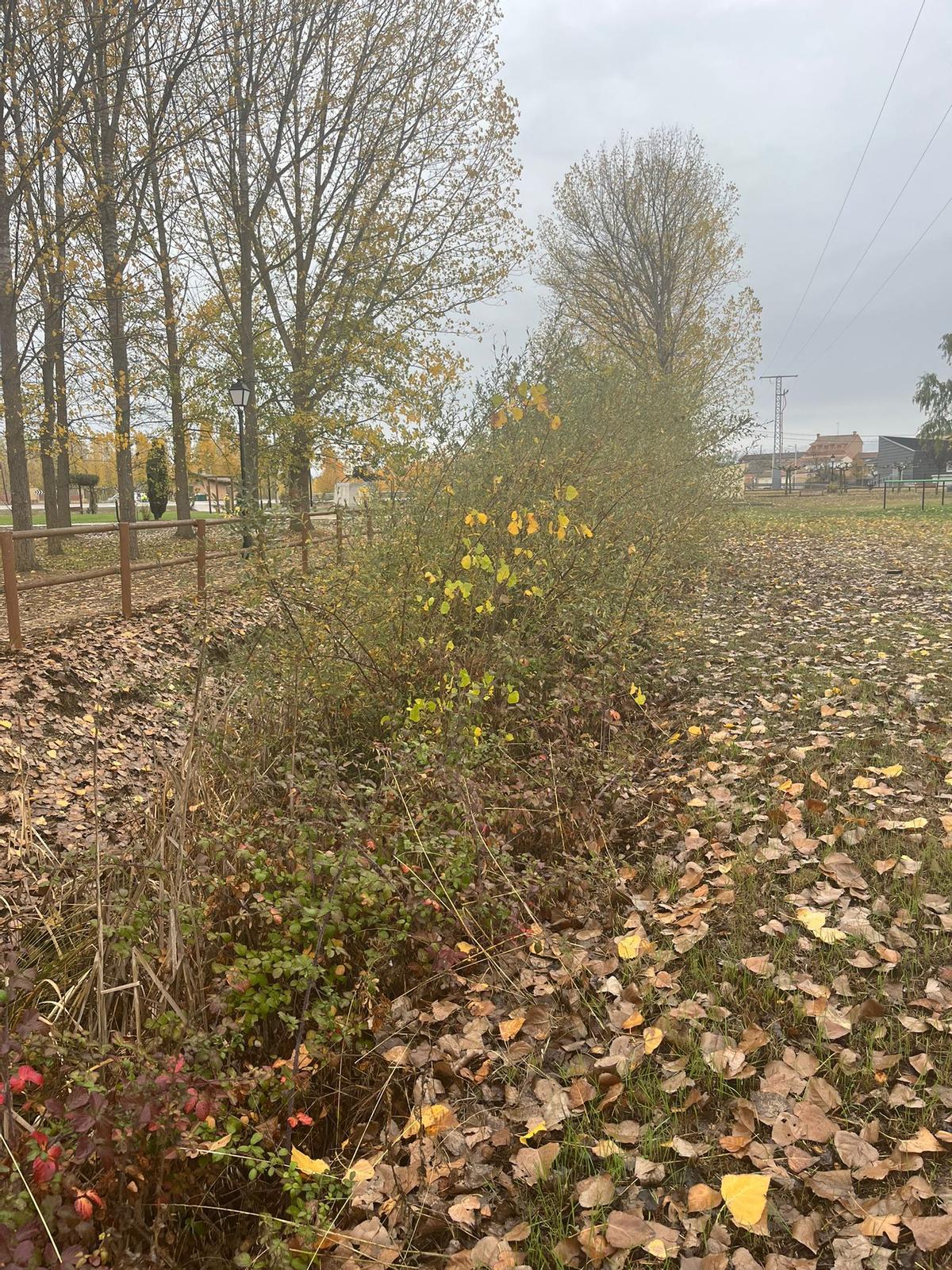 La maleza colmata el cauce del arroyo.