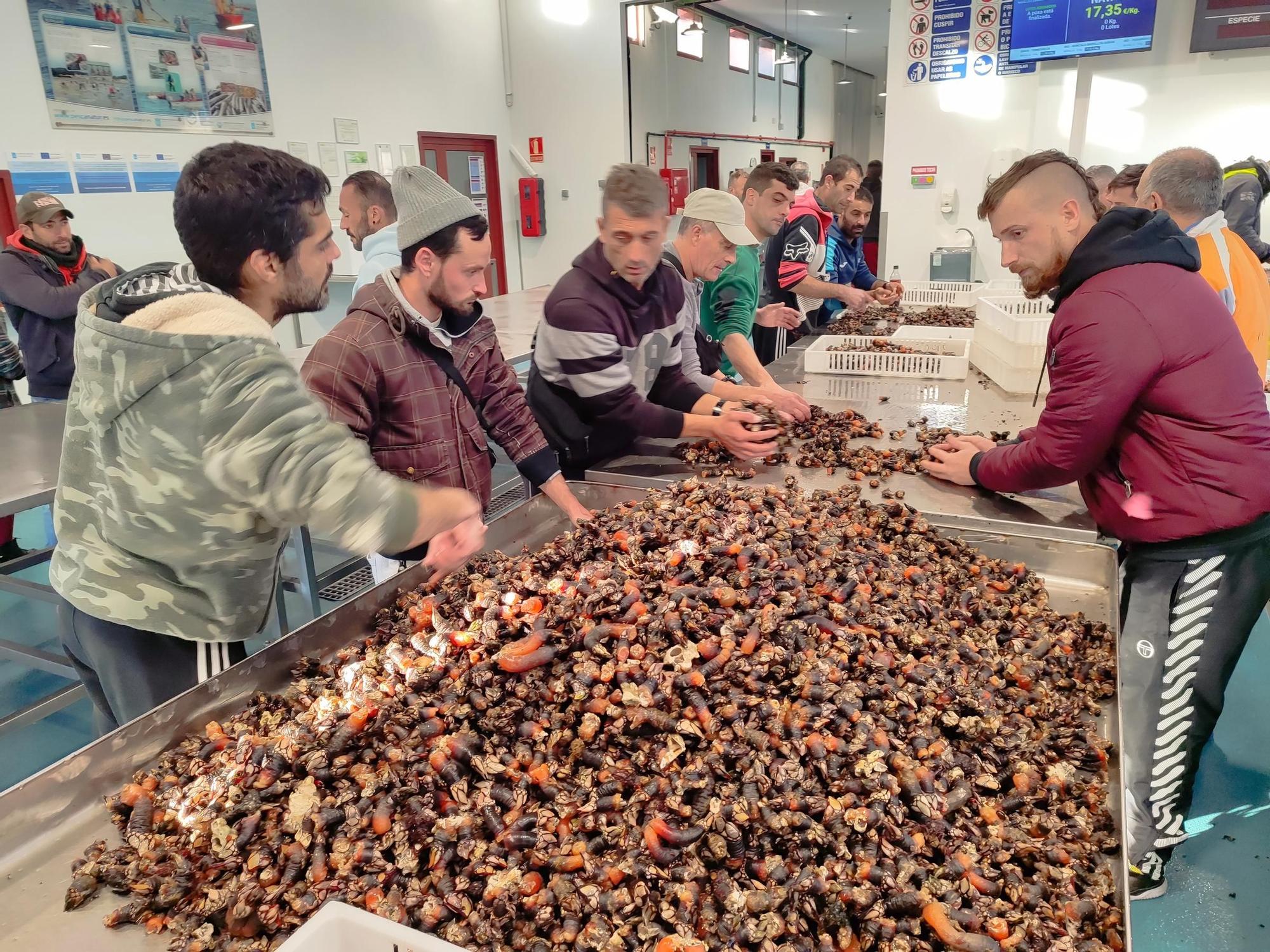 Los percebes "coma puños" de Agoeiro, a 250 euros/kilo