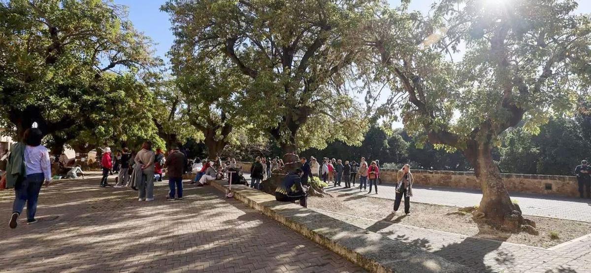 Los bellasombra de la plaza Llorenç Villalonga antes de ser talados por Cort.