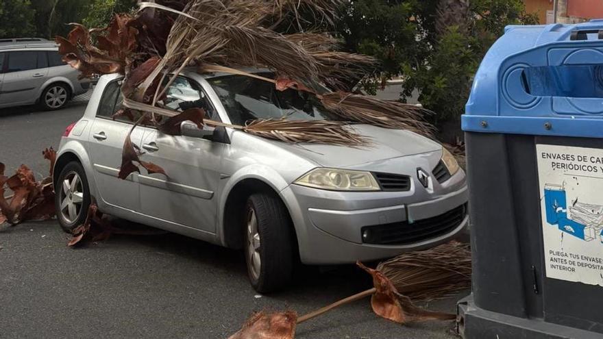 La caída de una palmera daña un vehículo en Lomo Blanco