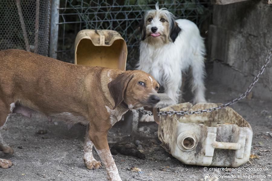 La asociación Promoviendo el Veganismo denuncia casos de maltrato a perros de caza en el Pirineo