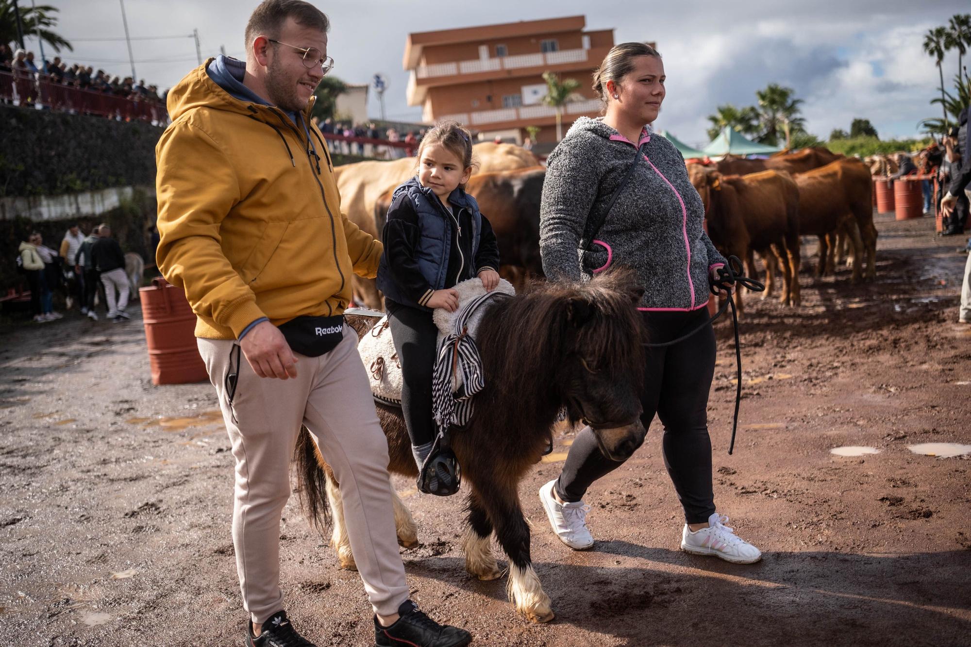 Feria de ganado por las fiestas de Tacoronte