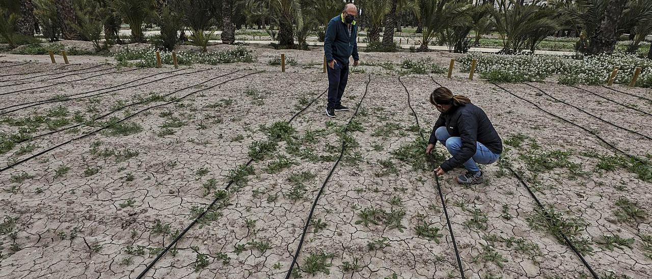 El ecohuerto ha asistido estos últimos días a la colocación de una caseta de aperos y un aseo. | ANTONIO AMORÓS