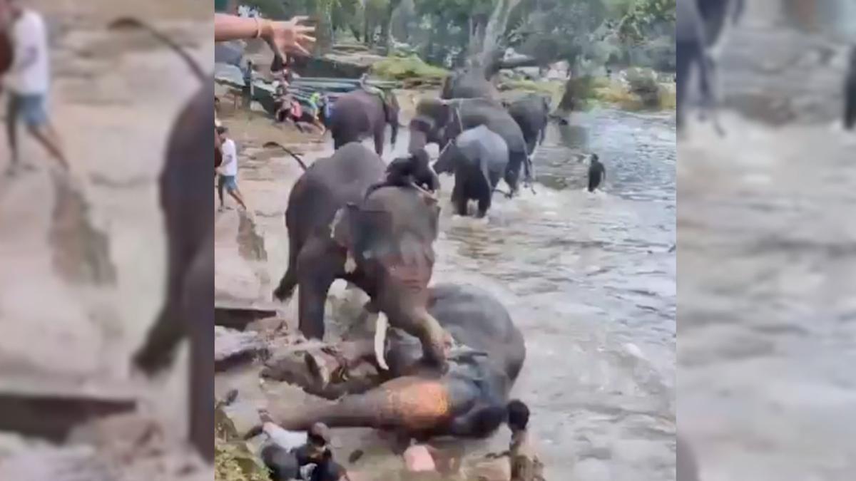 Los animales comenzaron a pelear aplastando a una turista