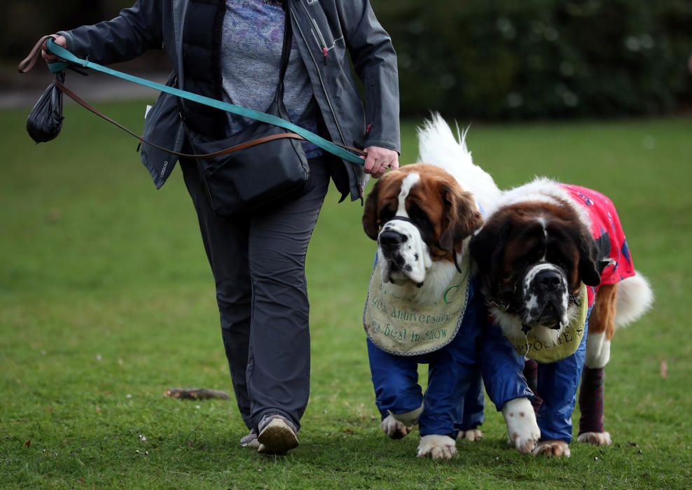 Crufts 2019: L'exhibició de gossos més gran del món