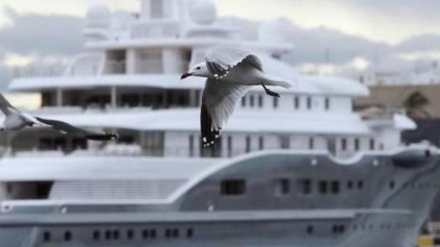 Las aves toman el Puerto de Valencia