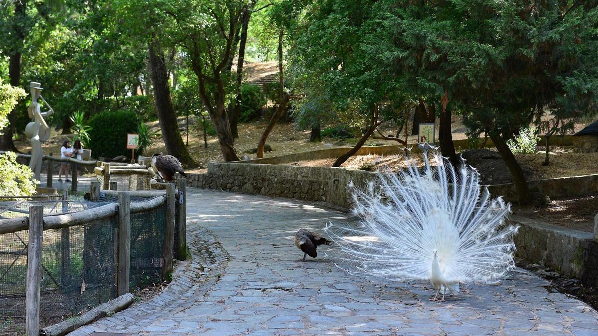 Plasencia estudia mantener custodiados a patos y pavos del parque de Los Pinos frente a la gripe aviar.