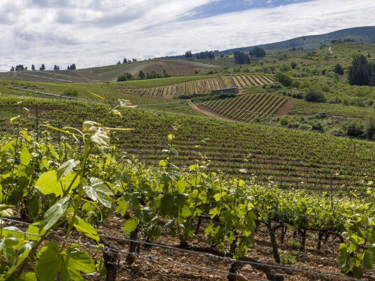 viñedo