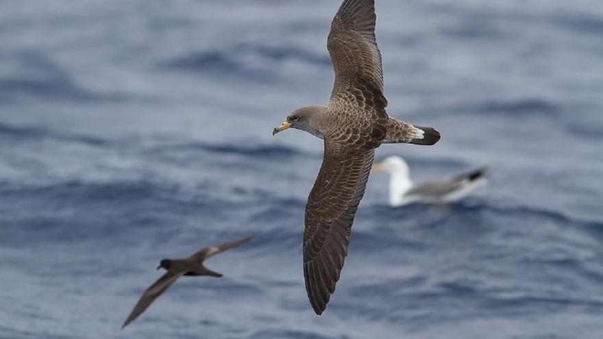 Rescatadas más de 3.000 aves marinas deslumbradas por la contaminación lumínica en Tenerife