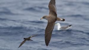 Las pardelas son algunas de las aves más afectadas por la contaminación lumínica