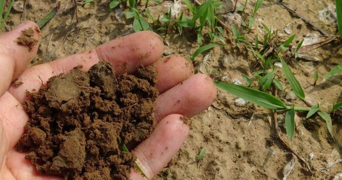 La tierra con abundante materia orgánica infiltra el agua y favorece los cultivos
