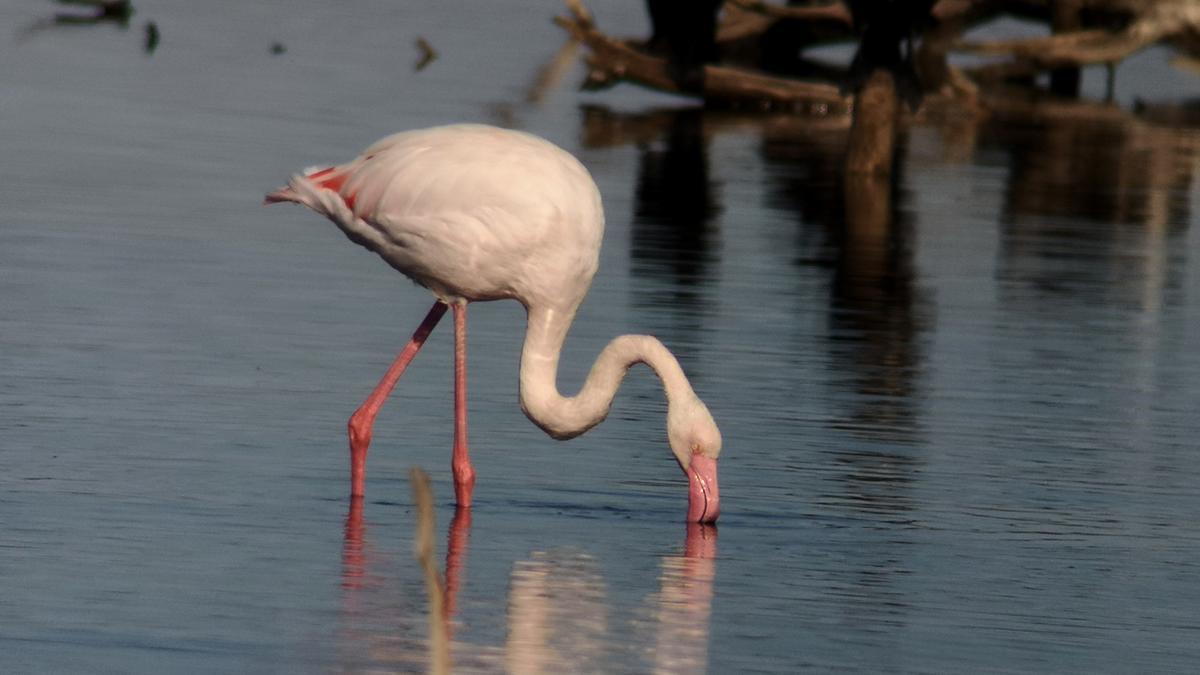 Flamingo auf Mallorca.