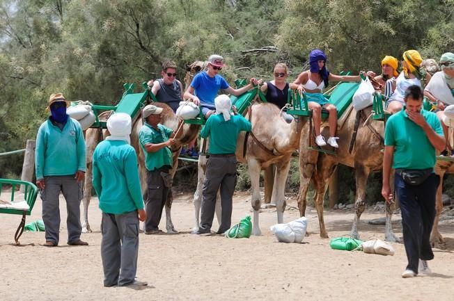 Reportaje excursiones con camellos en las Dunas ...