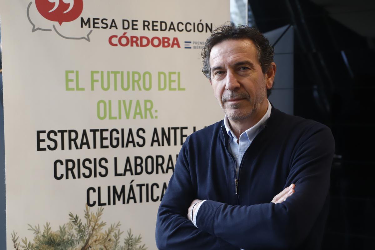 Radiografía del sector oleícola en Córdoba, en imágenes