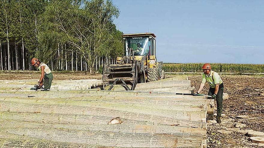 Corta de madera de chopo en una plantación de Castilla y León.