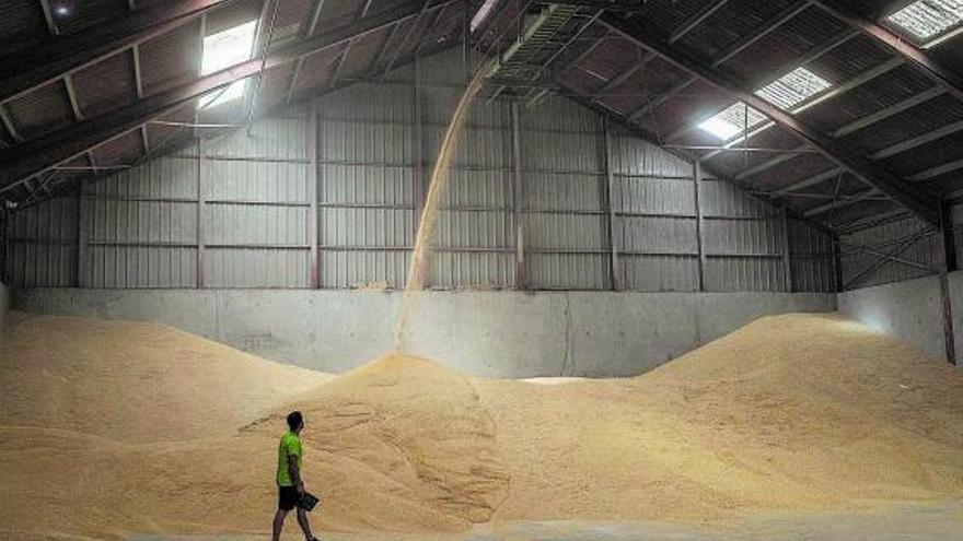 Llegada de la cosecha de cebada a un silo de la provincia de Zamora en 2022. | Emilio Fraile