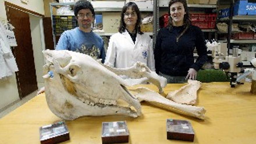 La mandíbula de Atapuerca podría corresponder a una mujer enferma