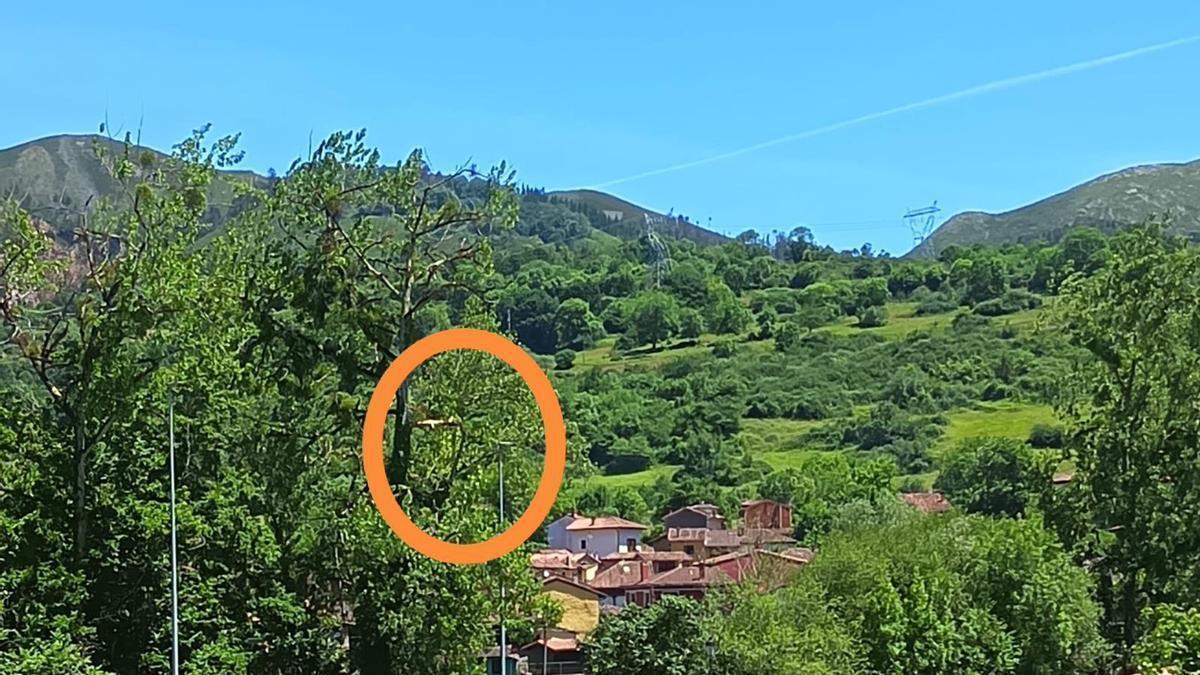 Destacada, la zona donde está el álamo seco en el acceso al puente 'nuevu' al Parador de Turismo de Cangas de Onís, aunque en la zona de Parres