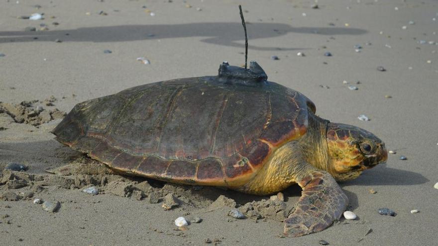 El increíble viaje de Diana, la tortuga marina que viajó desde Ceuta hasta el Caribe