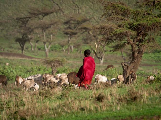 Niño masái pastoreando cabras