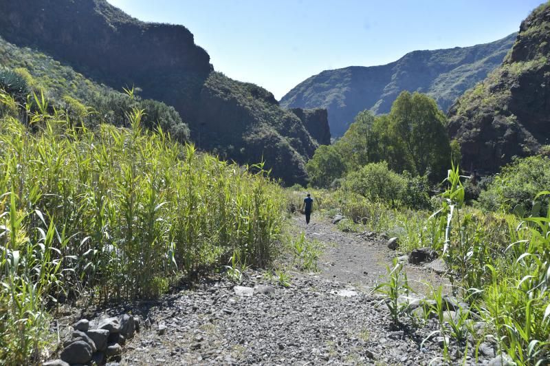 Inauguración del camino de las bestias en Ingenio