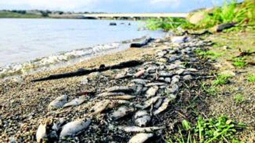 Hallan muertos miles de peces en el embalse de La Colada