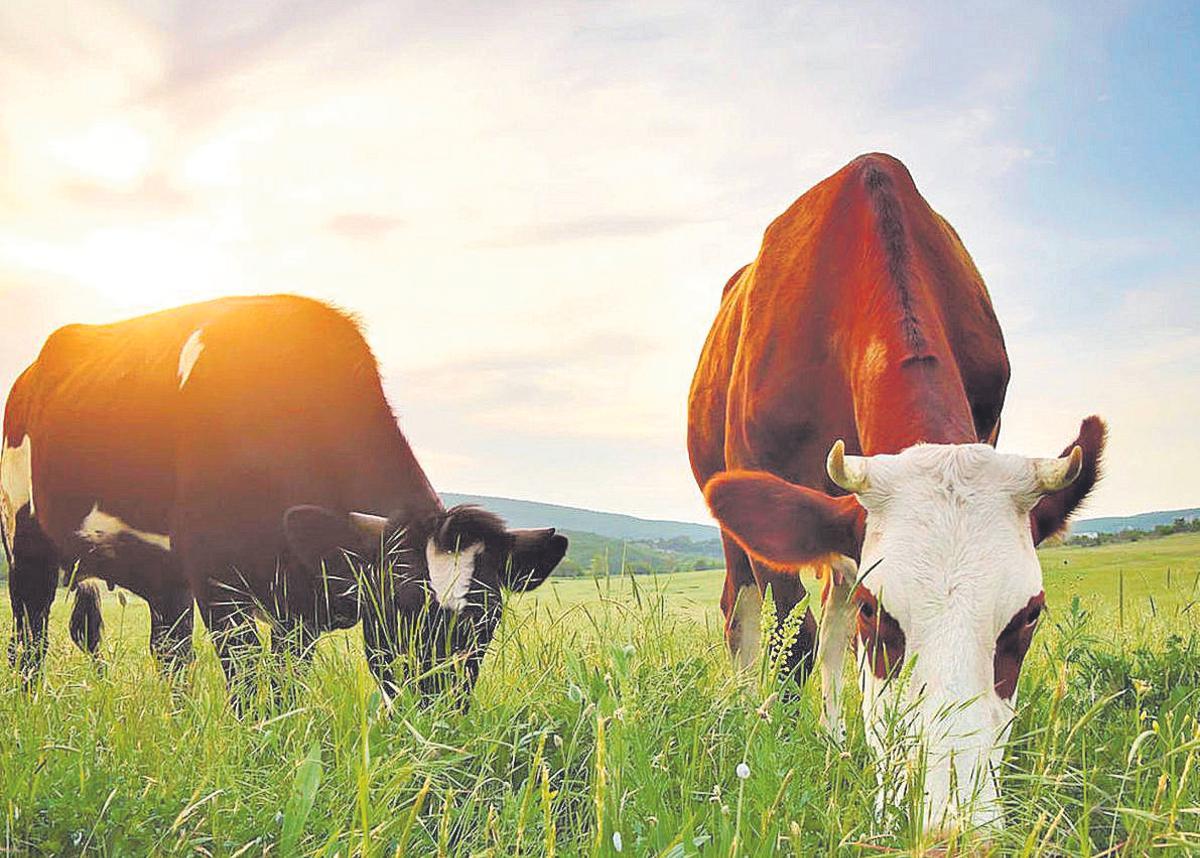 Vacas pasturant lliurement al camp