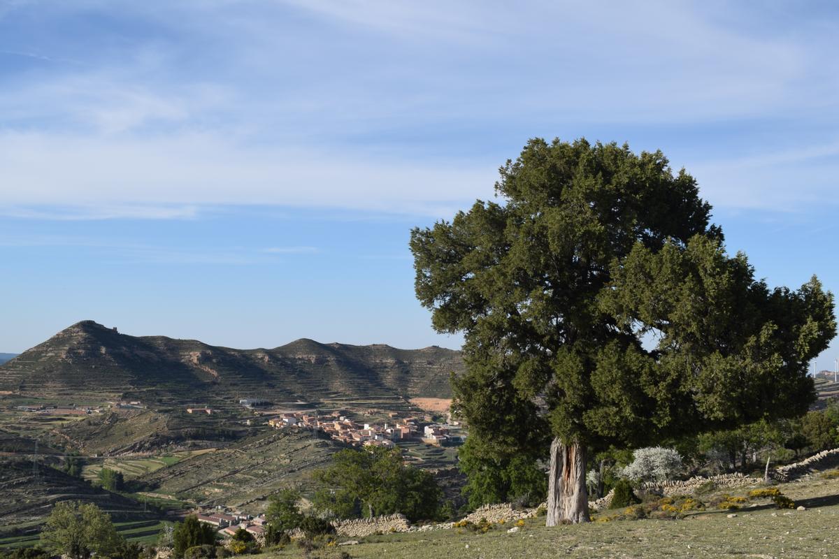 Carrasca monumental y Olocau del Rey en segundo término