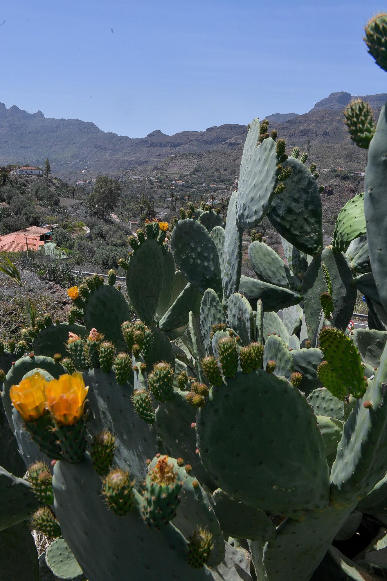 Tiempo en Gran Canaria (15/04/24)