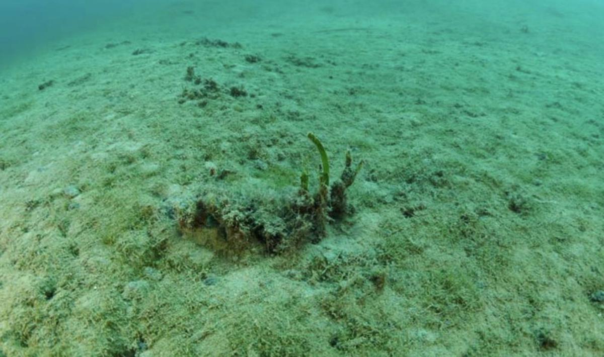 Posidonia enterrada en la bahía de Portmany. | SALVEM SA BADIA
