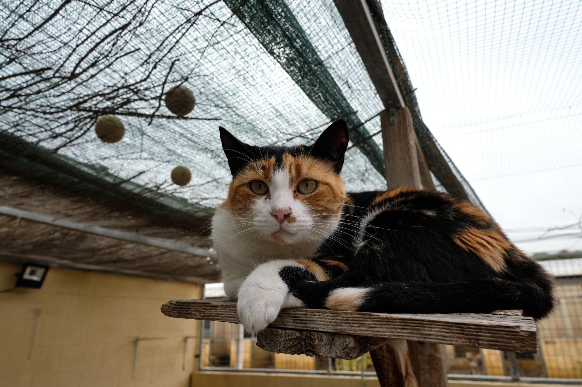 La Protectora de Animales de Málaga, a finales de octubre