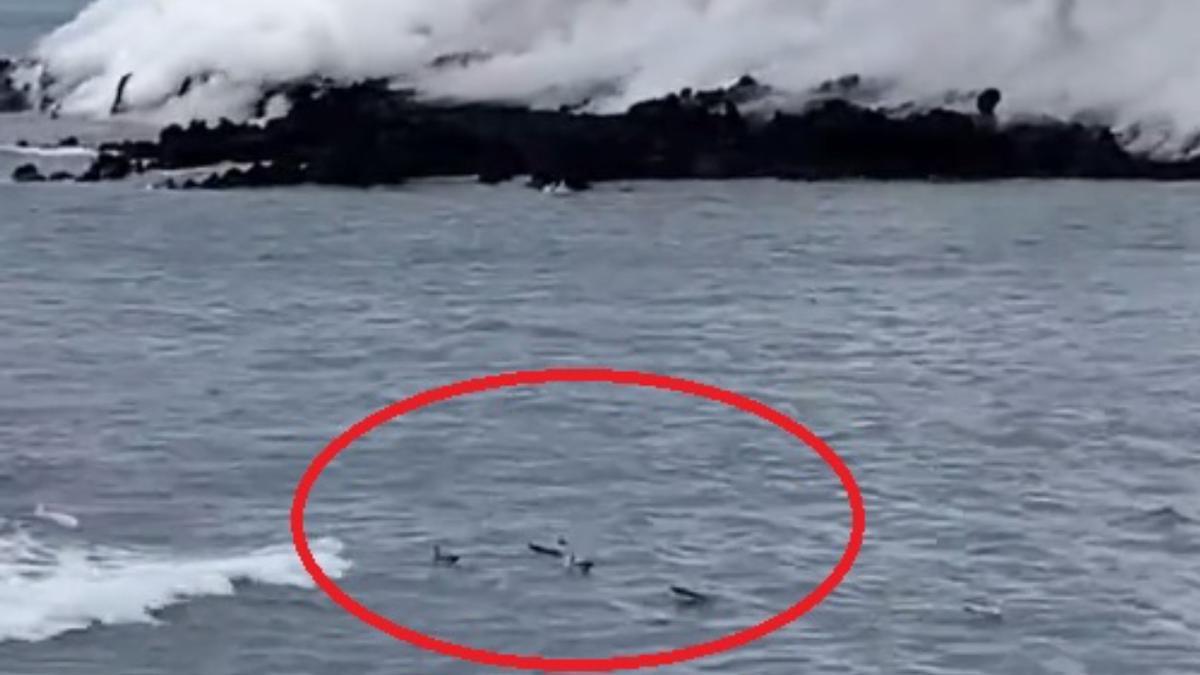 La fauna local se adapta a la nueva isla baja creada por el volcán de La Palma sobre la Playa de Los Guirres