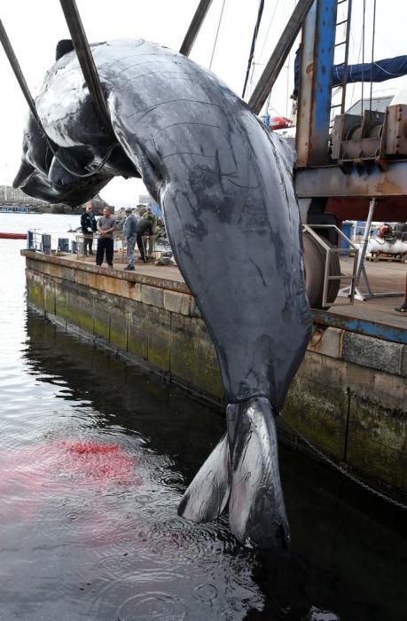 14/03/2019 TALIARTE. TELDE. Recogida del cachalote varado en la costa de Telde.   Fotografa: YAIZA SOCORRO.