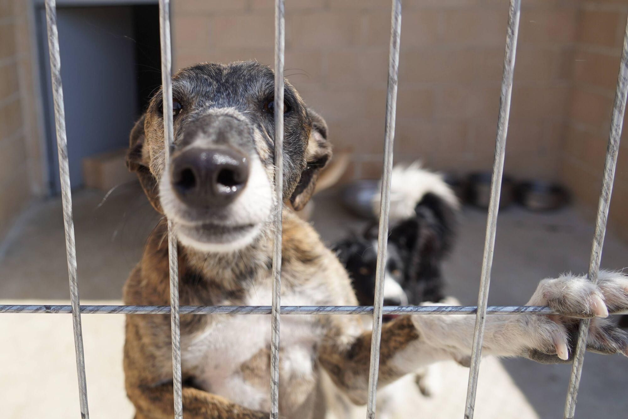 Visita a las instalaciones del nuevo Centro de Protección Animal